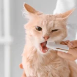 En İyi Kedi ve Köpekler İçin Ağız Bakım Ürünleri