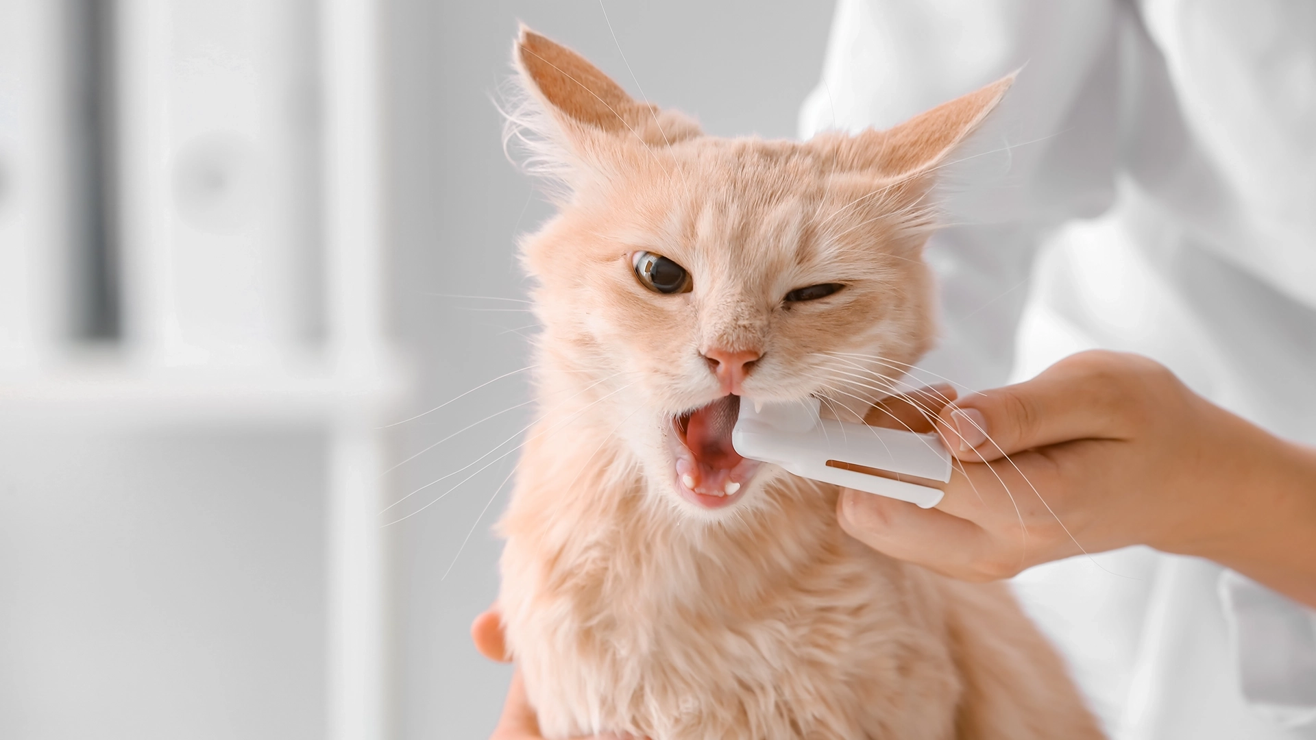 En İyi Kedi ve Köpekler İçin Ağız Bakım Ürünleri